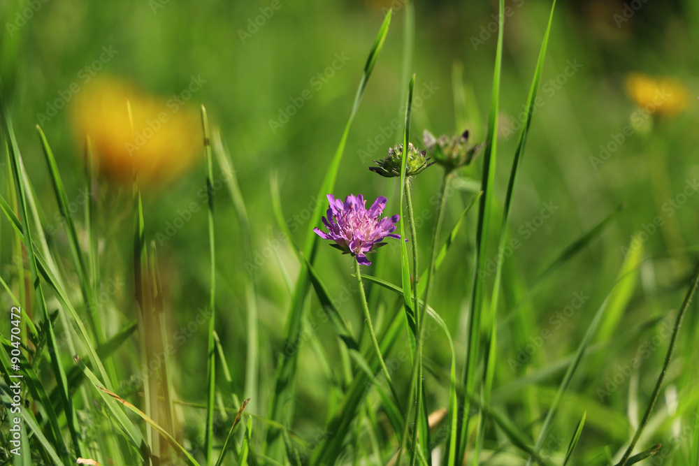Fototapeta premium Sommerwiese