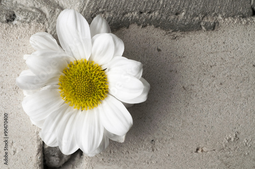 White chrysanthemum over grey brick wall