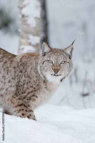 Lynx Wild Cat