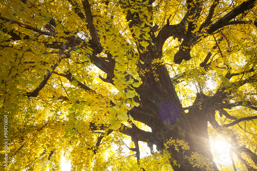 The fall season of Nishi Honganji temple in Kyoto photo