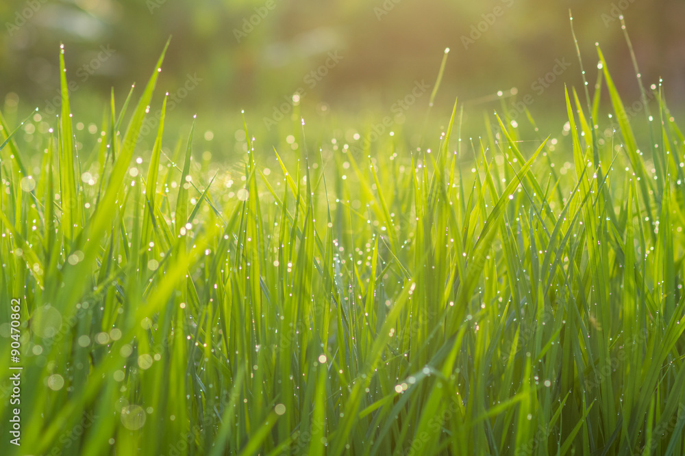 Obraz premium Morning Light in rice