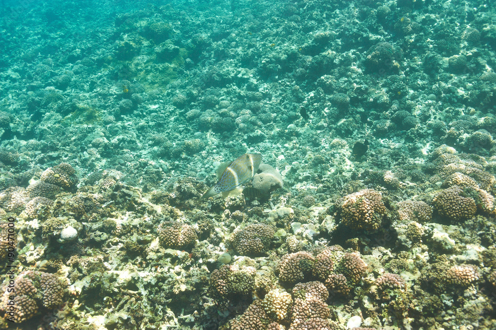 Fototapeta premium Coral reef and fish