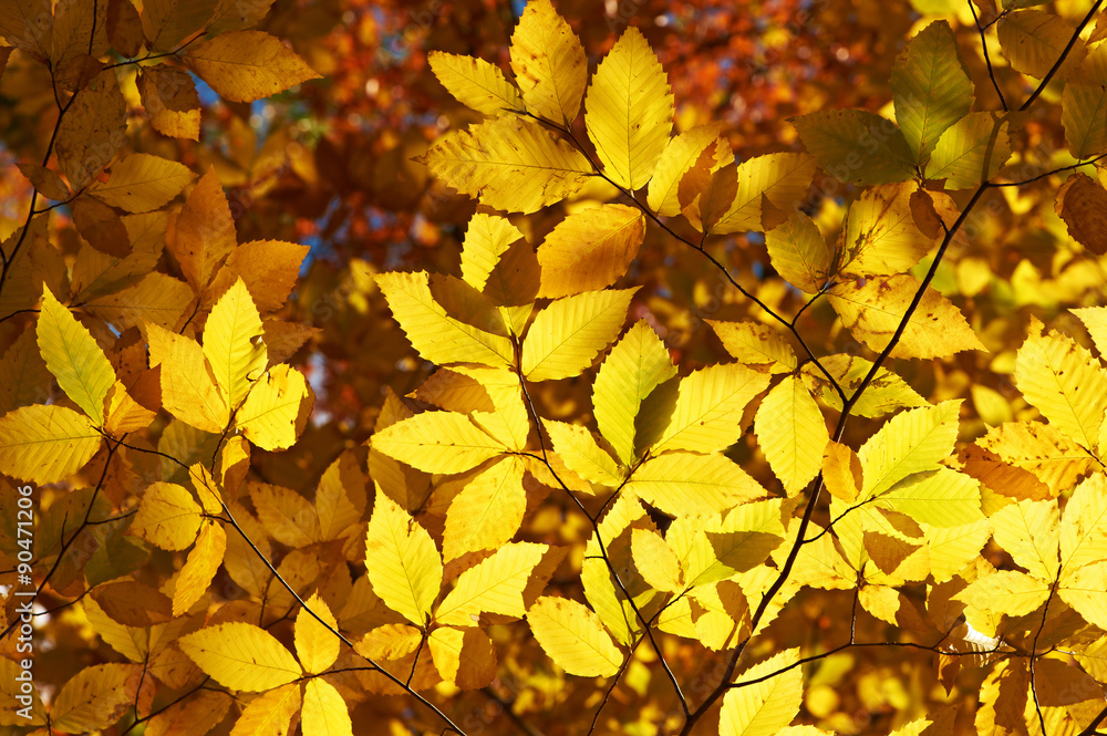 Autumn yellow leaves background