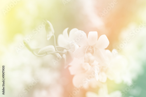 Fototapeta Naklejka Na Ścianę i Meble -  orchid flowers background