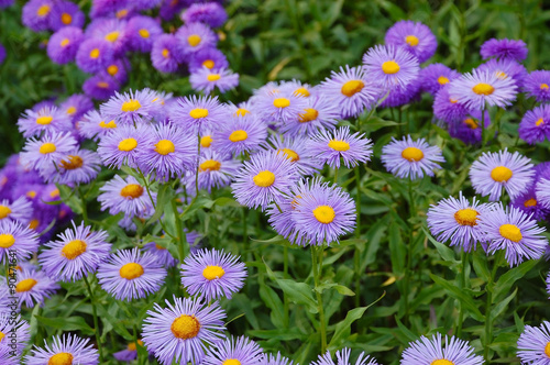 Purple aster flowers photo