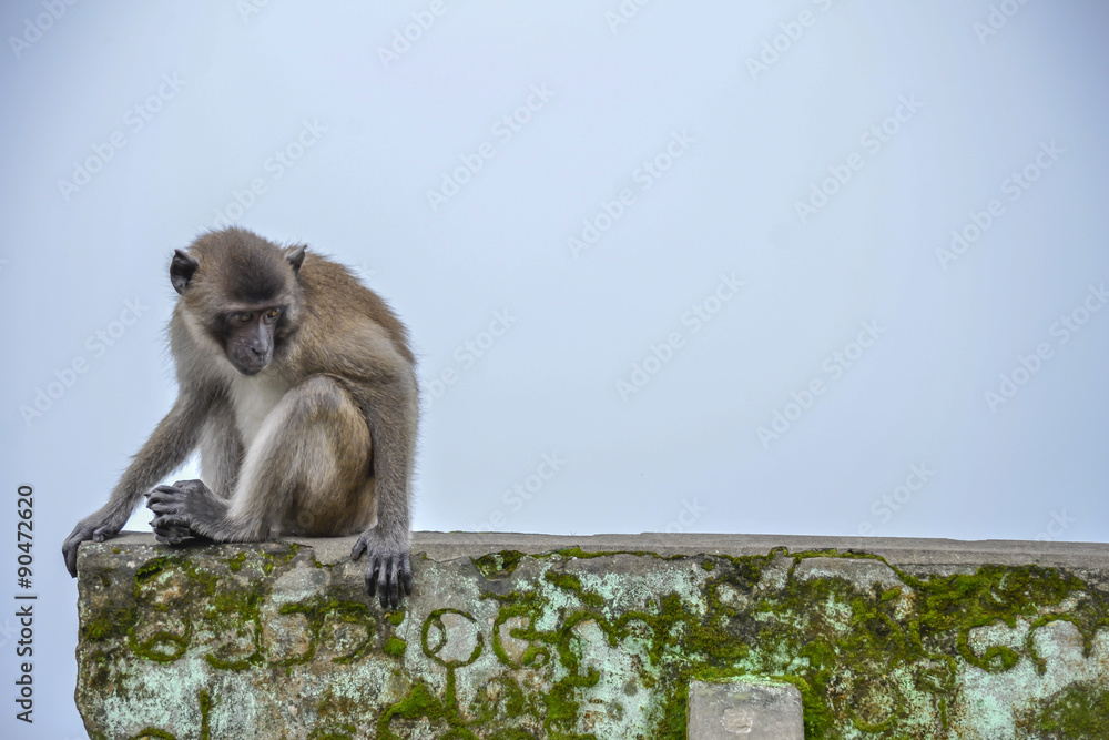 Obraz premium monkeys in the jungle