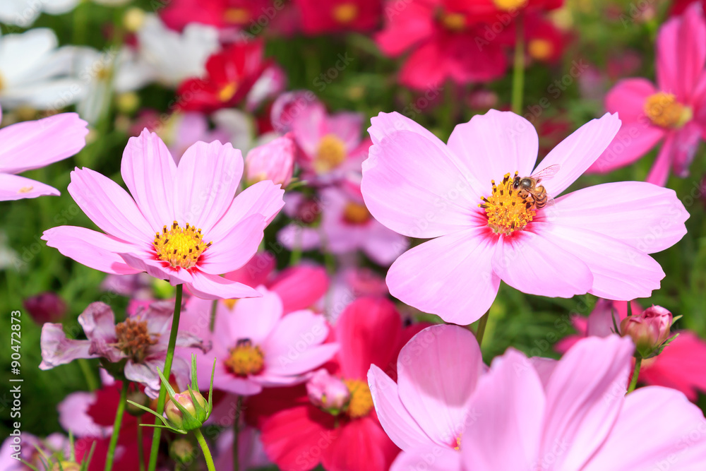 Cosmos flowers Cosmos flowers