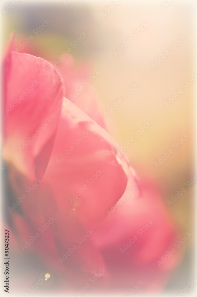 pink and red rose soft sweet color, vintage style background
