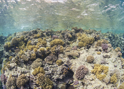 Fototapeta Naklejka Na Ścianę i Meble -  Tropical coral reef scene underwater