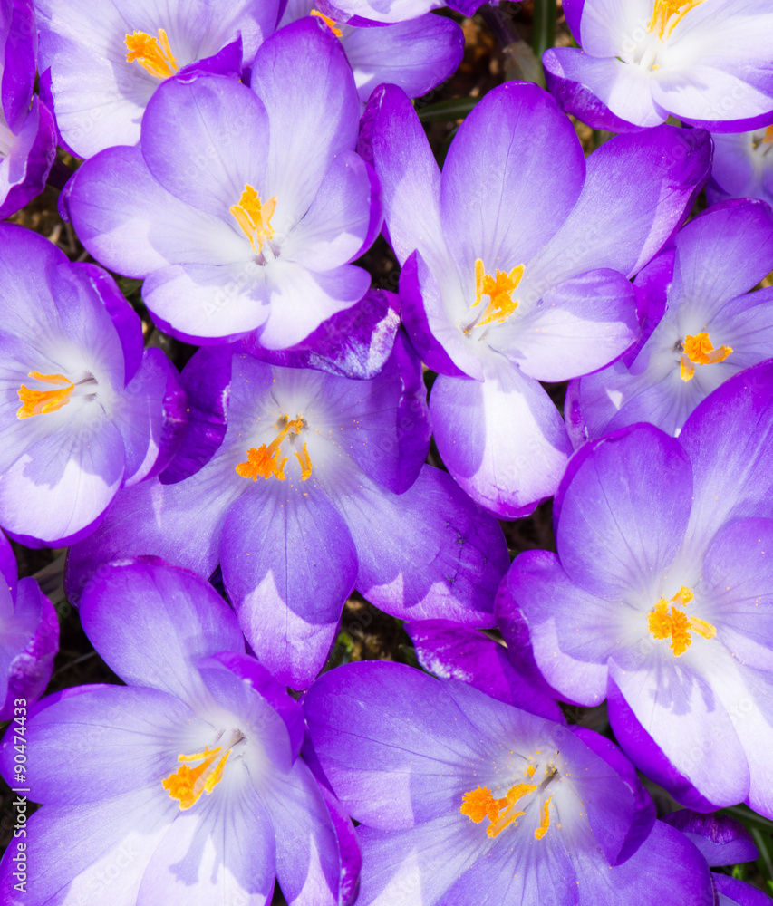 Purple Crocus Blossoms Purple Crocus Blossoms
