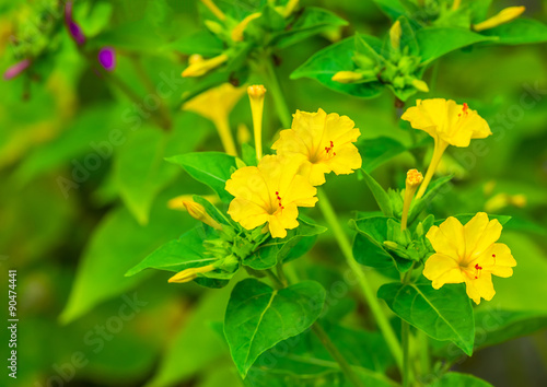 Yellow flowers background