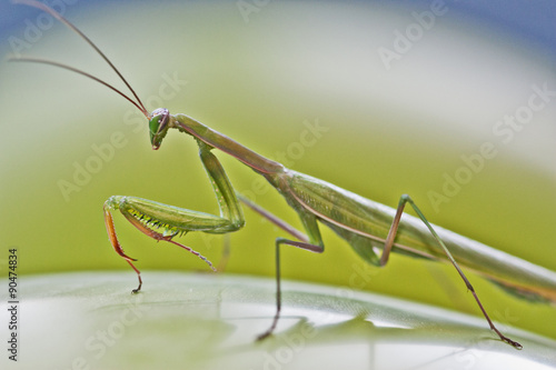 Wallpaper Mural praying mantis in green and blue blackground Torontodigital.ca