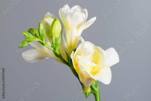 Fototapeta Naklejka Na Ścianę i Meble -  The branch of white freesia with flowers and buds on a gray back