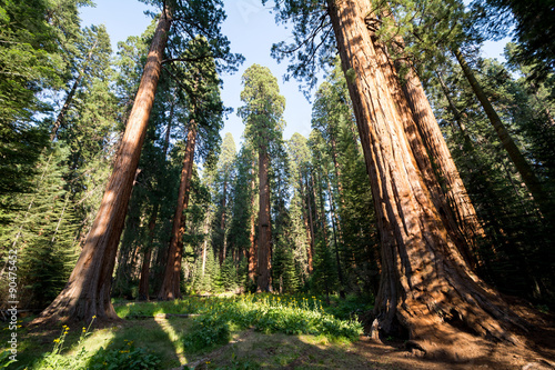 Sequoia National Park, California, USA