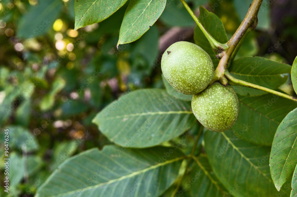 branch of walnut in the garden close up branch of walnut in the garden close up
