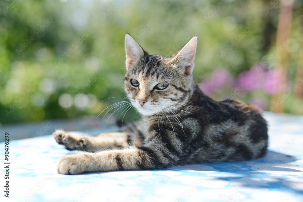 Portrait of leopard print cat in nature