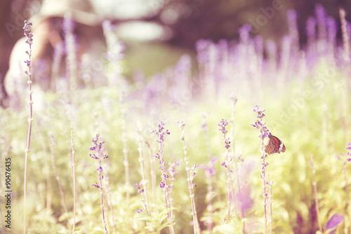 Blur butterfly and purple Salvia flowers landscape with retro feffect