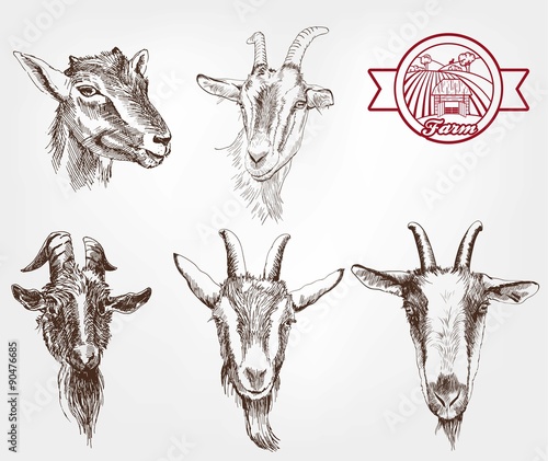 goat breeding