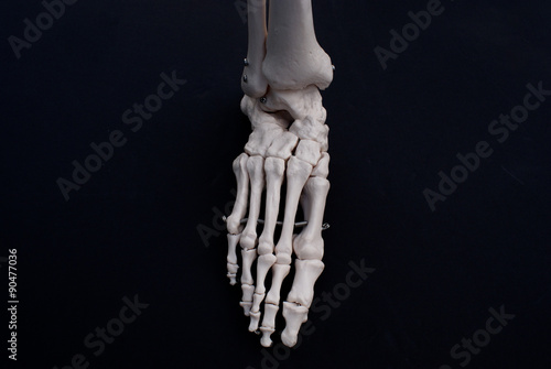 Anterior View Of Foot