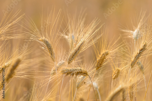Golden fields of wheat  barley