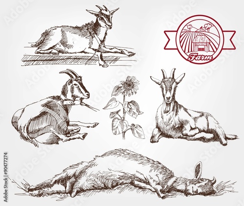 goat breeding