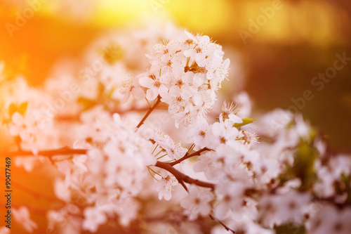 Flowering spring trees. Sunset in spring or summer landscape bac