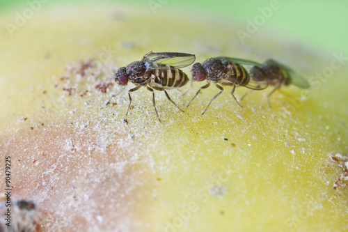 fruitfly on the wild nature (Drosophila Melanogaster)
