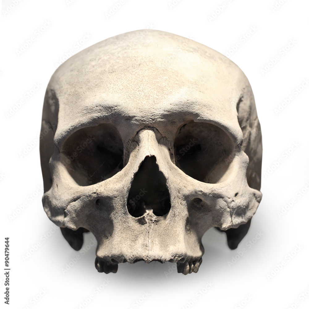 Obraz premium Human skull on white background.