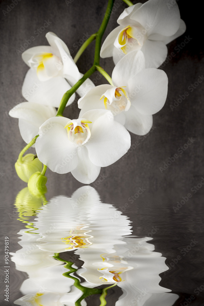 Fototapeta premium Biała orchidea na szarym tle.
