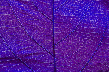 Close up on violet leaf texture