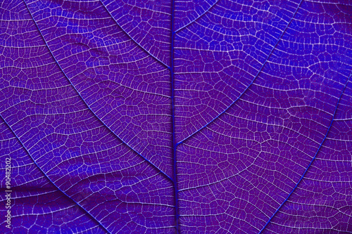 Close up on violet leaf texture © Pajjai