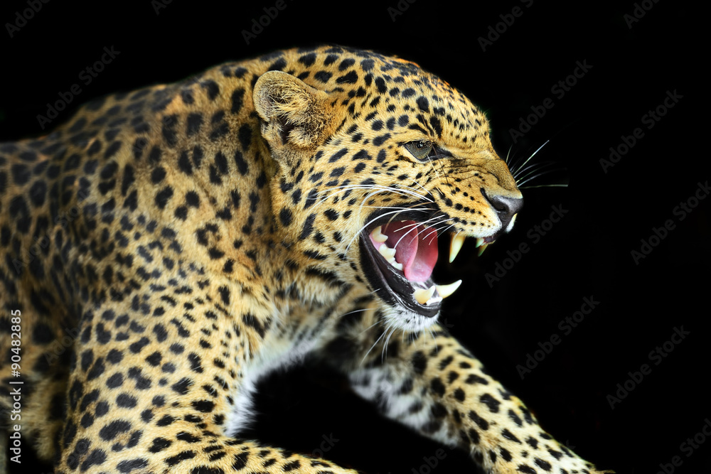 Fototapeta premium Wild Leopard