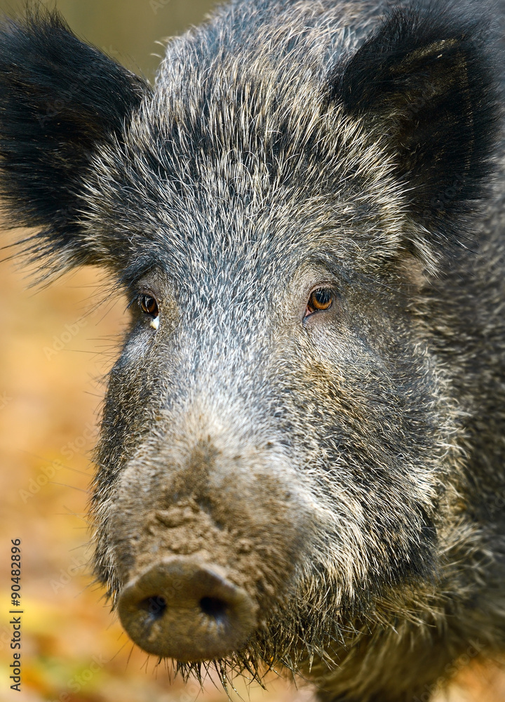 Wild boar