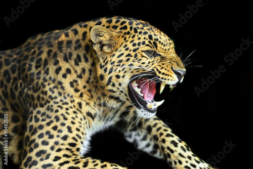 Wild Leopard © kyslynskyy