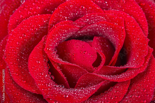 Fototapeta Naklejka Na Ścianę i Meble -  macro picture a beautiful red rose with water drops