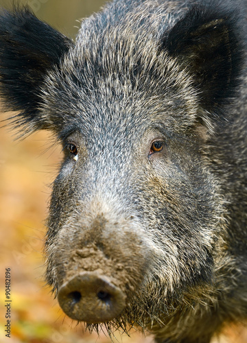 Obraz na płótnie Wild boar w salonie