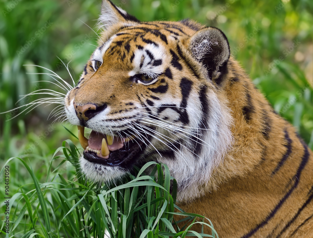 Fototapeta premium Tiger