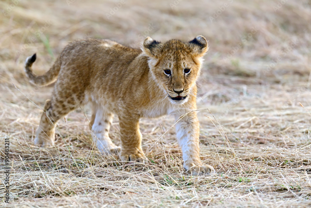 Masai Mara Lions