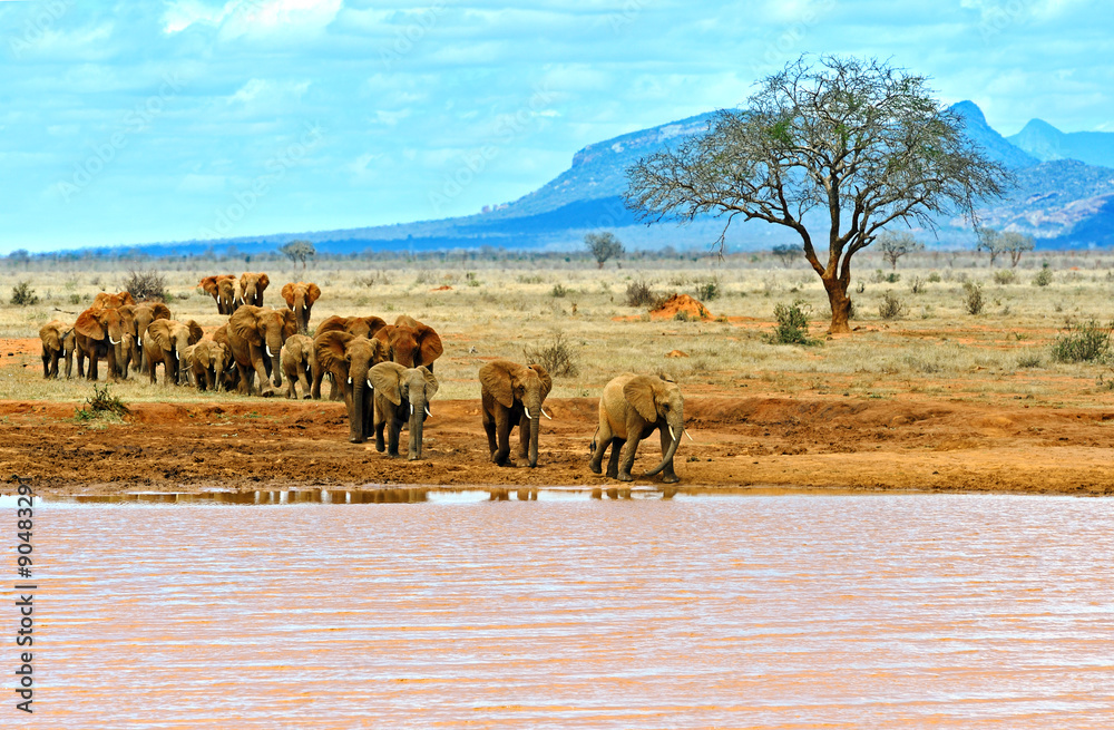 Elephants Tsavo East