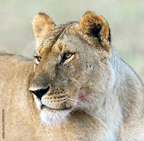 Obraz na płótnie Masai Mara Lions w salonie