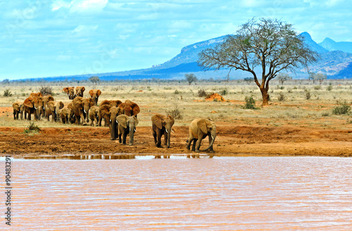 Elephants Tsavo East