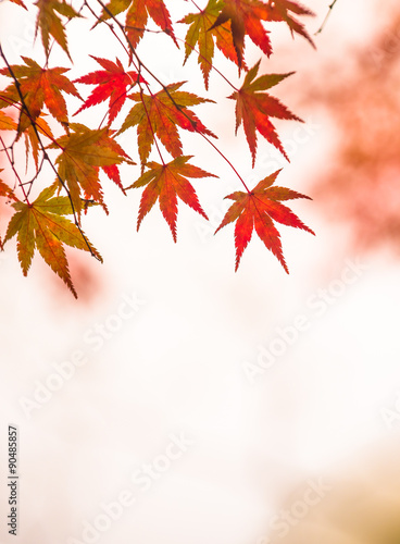 autumnal background, slightly defocused red marple leaves