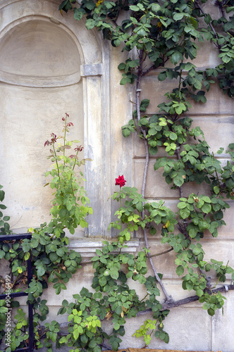 Fototapeta Naklejka Na Ścianę i Meble -  Climbing rosebush. Color image
