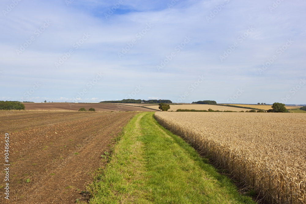 grassy farm track with wheat field
