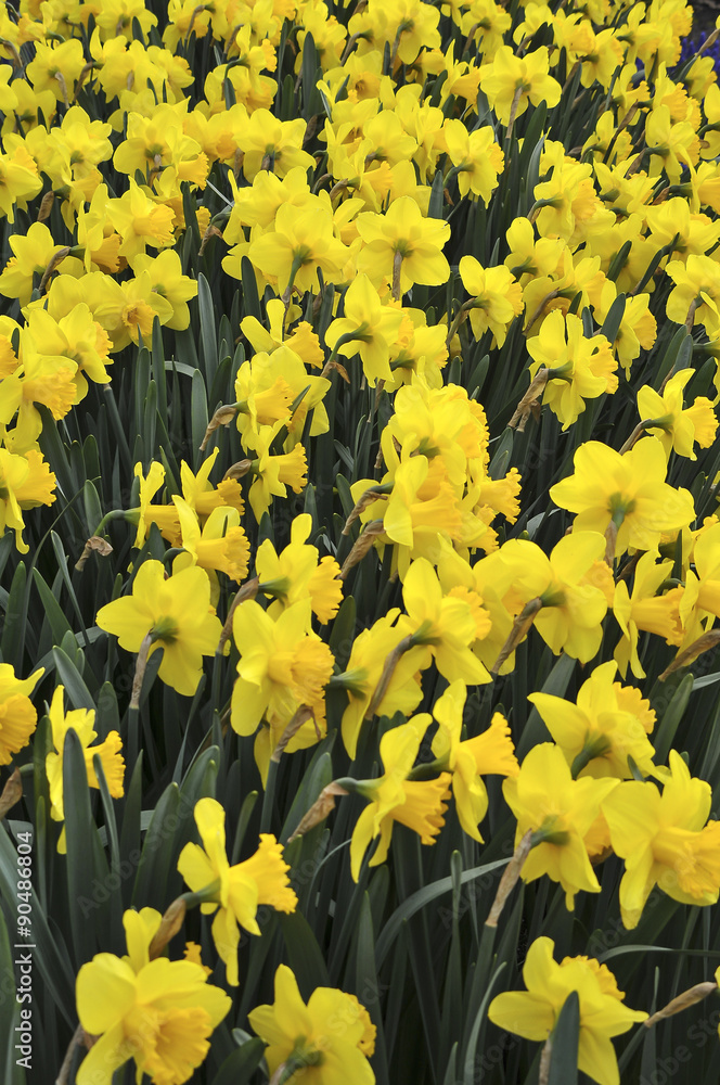 Fototapeta premium Narcisos