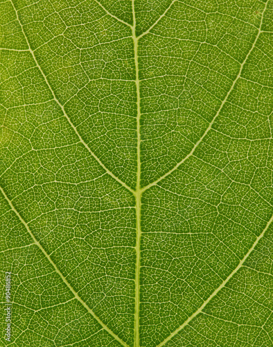 Fond végétal de nervures de feuilles photo