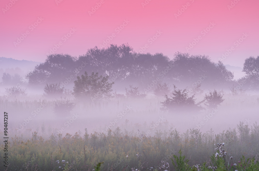 Fototapeta Calm dawn over misty meadow with pink sky