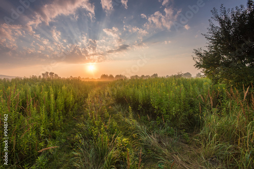 Sunrise over colorful summer meadow full of yellow goldenrods.