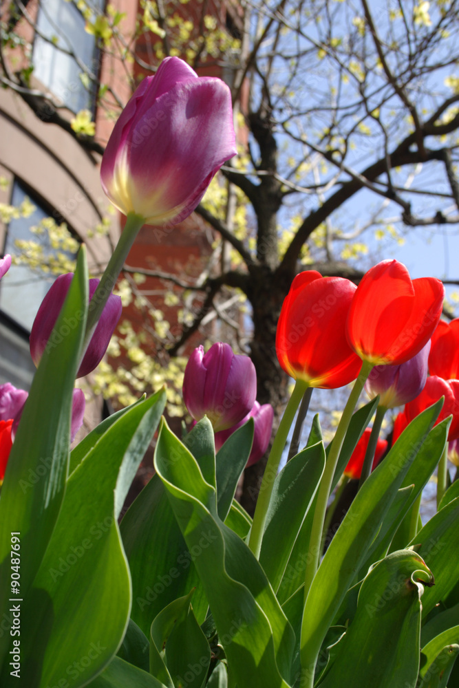 Naklejka premium Spring flower blossom..