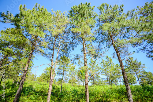 pine tree forest against blue sky